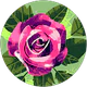 Aysha profil fotoğrafı