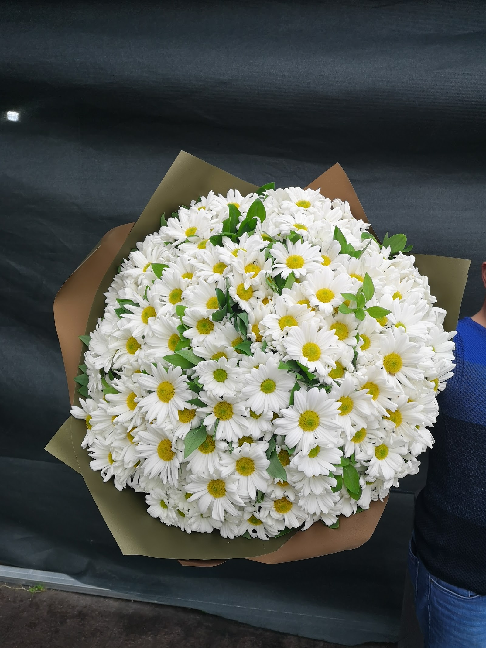 Sakura Flower & Design